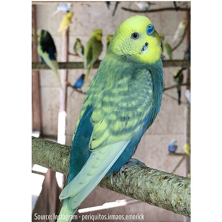 spangle-mutation-budgie-bubble